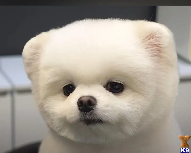 Pomeranian