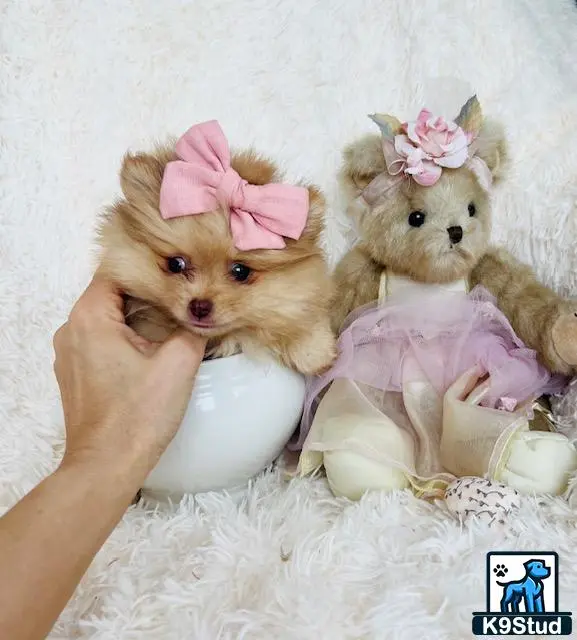 Pomeranian puppy for sale