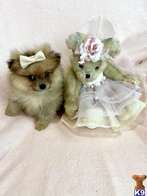 Pomeranian puppy for sale