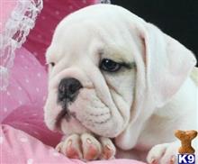 english bulldog puppy posted by tcuppuppiesforsale1