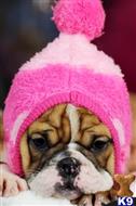 english bulldog puppy posted by tcuppuppiesforsale1