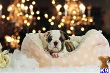 english bulldog puppy posted by tcuppuppiesforsale1