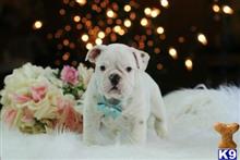 english bulldog puppy posted by tcuppuppiesforsale1
