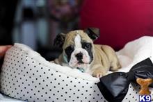 english bulldog puppy posted by tcuppuppiesforsale1