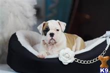 english bulldog puppy posted by tcuppuppiesforsale1