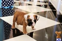 english bulldog puppy posted by tcuppuppiesforsale1