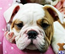 english bulldog puppy posted by tcuppuppiesforsale1