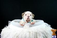 english bulldog puppy posted by tcuppuppiesforsale1