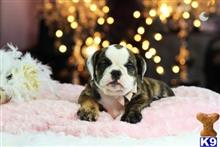 english bulldog puppy posted by tcuppuppiesforsale1