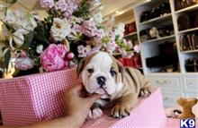 english bulldog puppy posted by tcuppuppiesforsale1