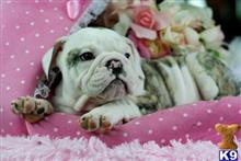 english bulldog puppy posted by tcuppuppiesforsale1