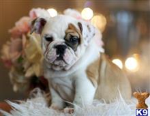 english bulldog puppy posted by tcuppuppiesforsale1