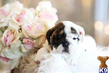 english bulldog puppy posted by tcuppuppiesforsale1