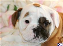 english bulldog puppy posted by tcuppuppiesforsale1