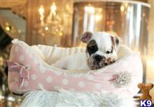 english bulldog puppy posted by tcuppuppiesforsale1