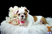 english bulldog puppy posted by tcuppuppiesforsale1