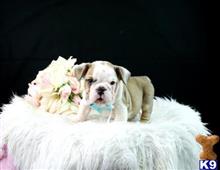 english bulldog puppy posted by tcuppuppiesforsale1
