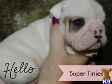 english bulldog puppy posted by tcuppuppiesforsale1