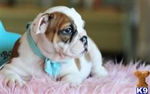 english bulldog puppy posted by tcuppuppiesforsale1