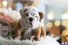 english bulldog puppy posted by tcuppuppiesforsale1