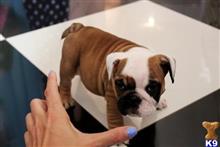 english bulldog puppy posted by tcuppuppiesforsale1