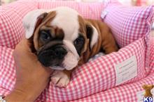 english bulldog puppy posted by tcuppuppiesforsale1