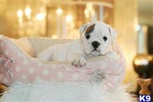 english bulldog puppy posted by tcuppuppiesforsale1