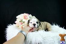 English Bulldog