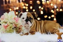 english bulldog puppy posted by tcuppuppiesforsale1