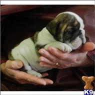 english bulldog puppy posted by tcuppuppiesforsale1