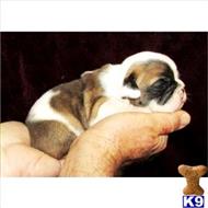 english bulldog puppy posted by tcuppuppiesforsale1
