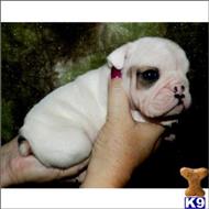 english bulldog puppy posted by tcuppuppiesforsale1