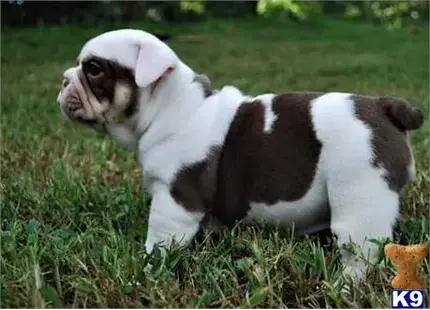 English Bulldog