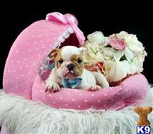 english bulldog puppy posted by tcuppuppiesforsale1