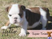 english bulldog puppy posted by tcuppuppiesforsale1