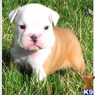 english bulldog puppy posted by tcuppuppiesforsale1