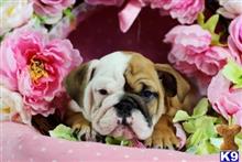 english bulldog puppy posted by tcuppuppiesforsale1