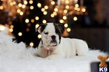 English Bulldog