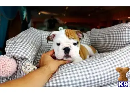 a english bulldog dog lying on a persons lap