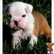 english bulldog puppy posted by tcuppuppiesforsale1