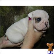 english bulldog puppy posted by tcuppuppiesforsale1