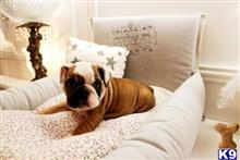 English Bulldog