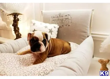 a english bulldog dog lying on a bed