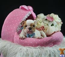 English Bulldog