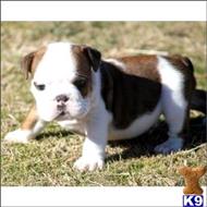 English Bulldog
