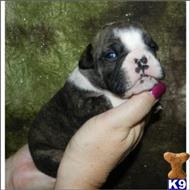English Bulldog