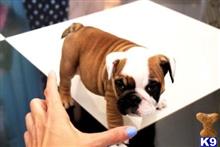 English Bulldog