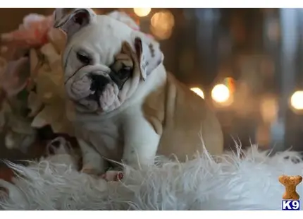 a english bulldog dog lying on a blanket