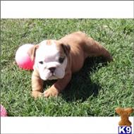 English Bulldog