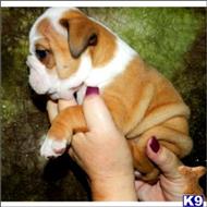 English Bulldog